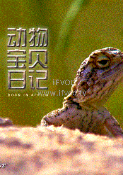 动物宝贝日记(全集)